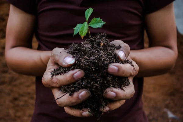 Planting trees back to nature.