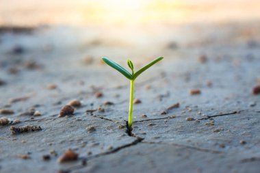 Doğal olarak büyüyen küçük ağaçlar.