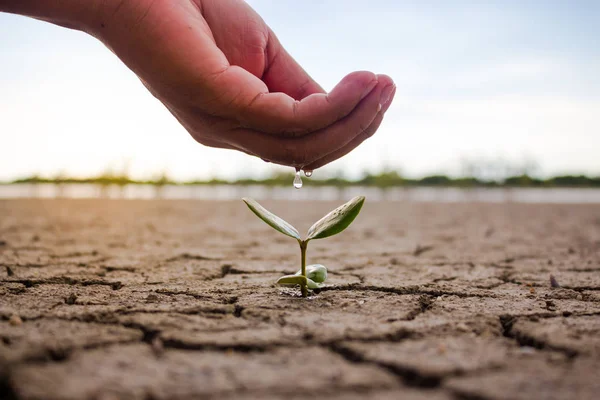 Hand drenken de grond en de boom onvruchtbaar. Bomen kleine groeiende nb — Stockfoto