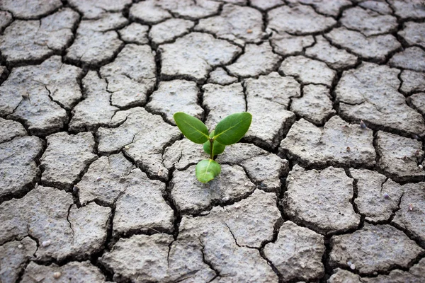 Leven met boom droogte. — Stockfoto