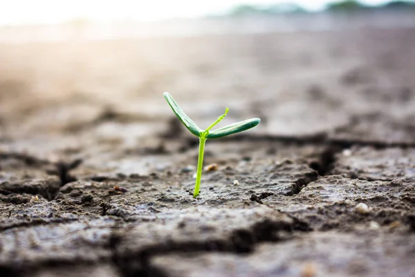 Kleine natuur groeiende bomen. — Stockfoto