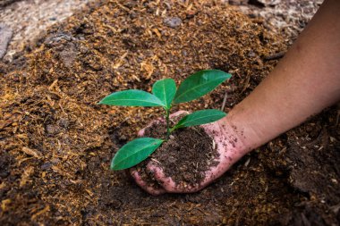 El ağaç dikimi için kullanılır.