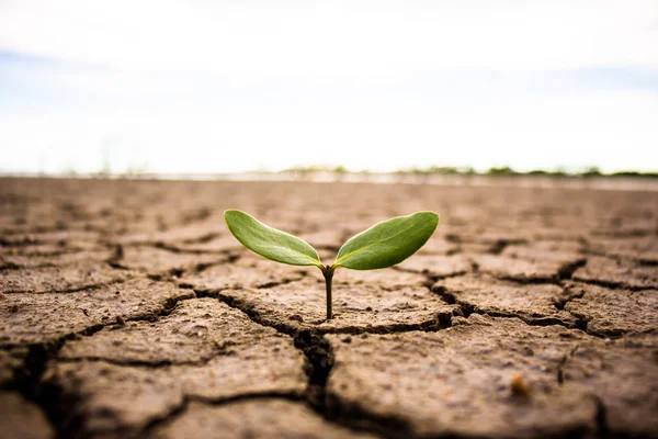 Leven met boom droogte, herboren boom, spleet grond. — Stockfoto