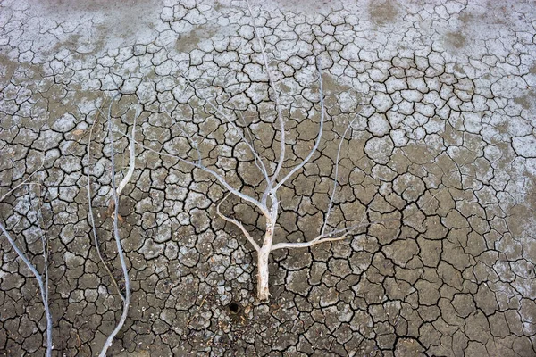 Seca árvore terra seca fundo morto . — Fotografia de Stock