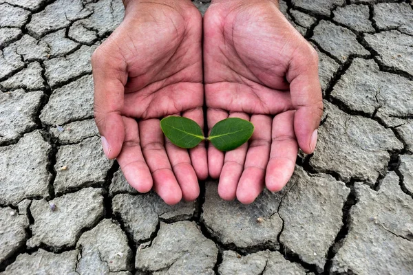 Trädplantering för att minska torkan. — Stockfoto