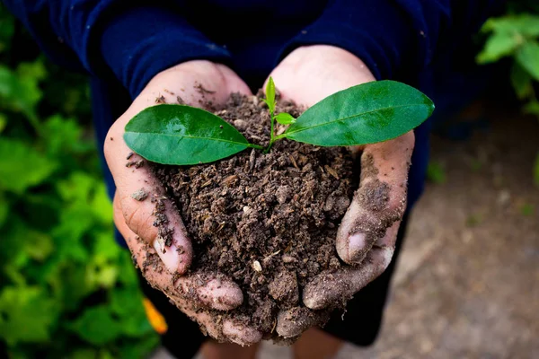 Hand voor boom planten. — Stockfoto