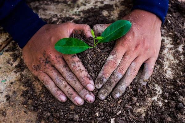 Hand van bomen die in de boom-aanplant gebruikt. — Stockfoto