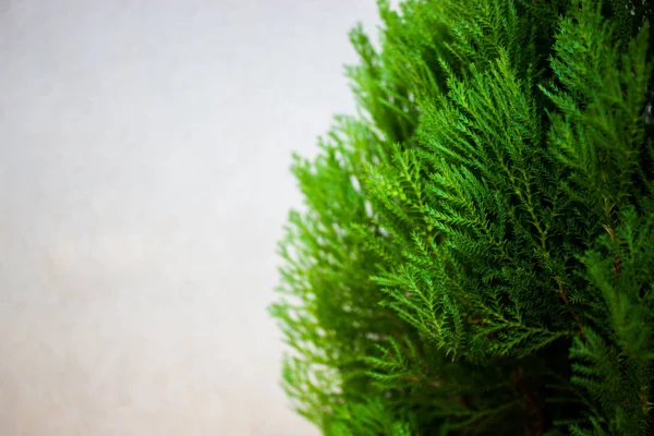 Fondo de pared de árbol de abeto de Navidad . —  Fotos de Stock