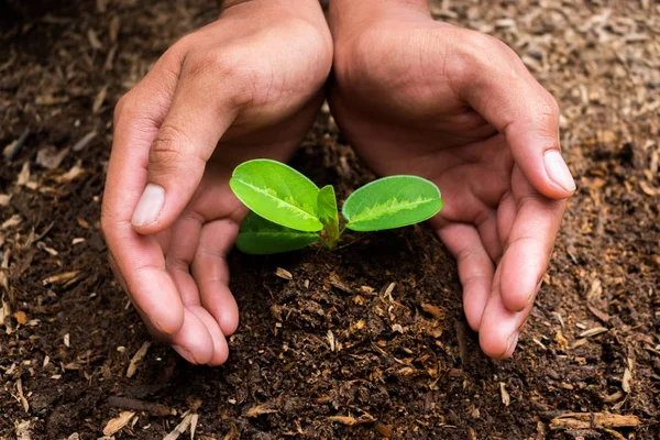 Planten die groeien in kiemkracht volgorde op vruchtbare bodem met natu — Stockfoto