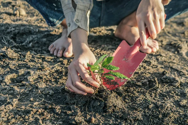 Vrouw plantte een boom op een door droogte getroffen land in de hoop op reco — Stockfoto