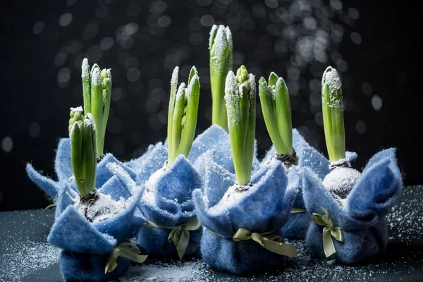 Närbild Blommor Hyacinter Med Snö Svart Bakgrund — Stockfoto