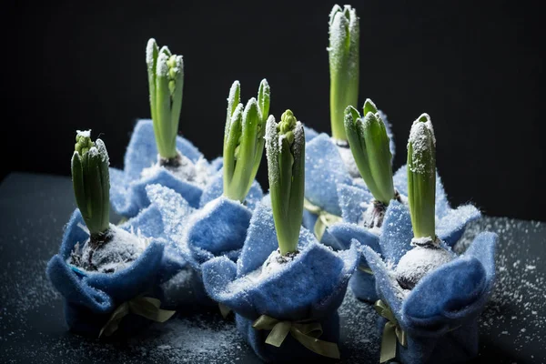 Närbild Vackra Blommor Hyacinter Blå Boxar Med Snö Svart Bordsbakgrund — Stockfoto