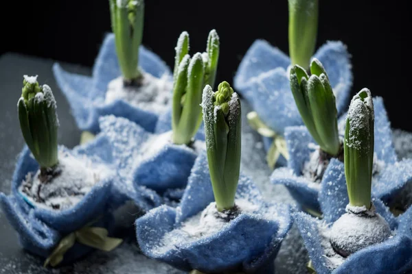 Yakın Çekim Güzel Çiçekler Sümbül Mavi Kutu Ile Kar Üzerinde — Stok fotoğraf