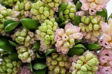 renk sümbül çiçek buketi, üstten görünüm yakın çekim