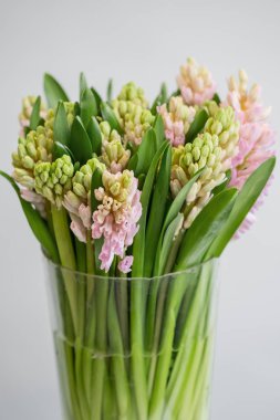 taze bahar sümbül çiçek buketi Vazoda beyaz arka planda, yakın çekim