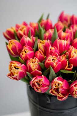 güzel kırmızı lale buketi kopya alanı beyaz zemin üzerine