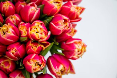 güzel kırmızı lale üstten görünüm kopya alanı beyaz zemin üzerine