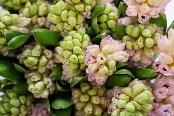 renk sümbül çiçek buketi, üstten görünüm yakın çekim