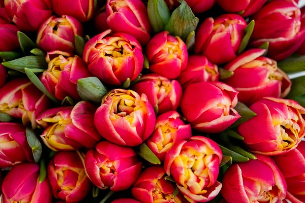 Hintergrund Der Schönen Roten Tulpen Blumen Aus Nächster Nähe — Stockfoto