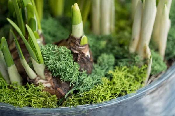 Jácint Virág Pot Növekvő Zöld Hajtások — Stock Fotó