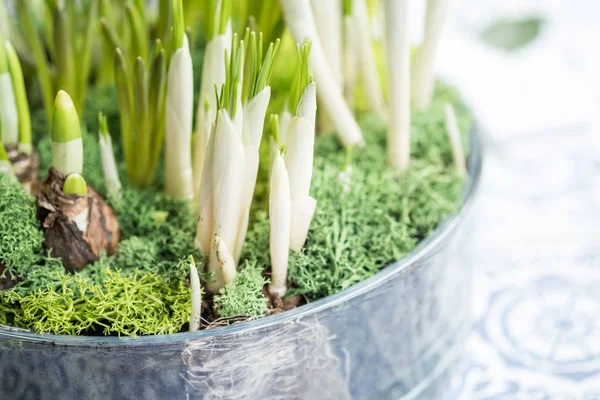 Close Glass Flower Pot Bulbs Green Sprouts Table Copy Space — Stock Photo, Image