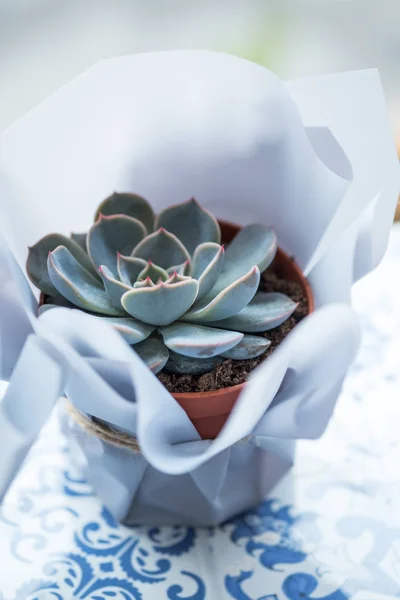 close up of succulent flower in pot with present package