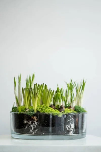 Virágcserép Üveg Izzók Zöld Hajtások Fehér Háttér — Stock Fotó