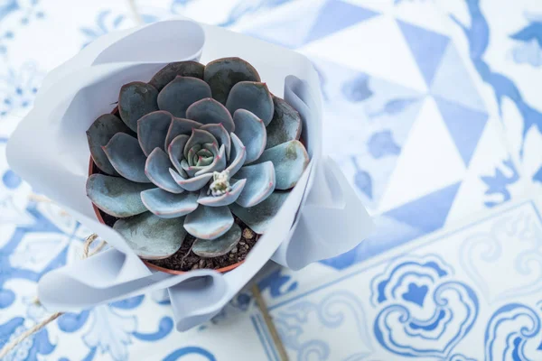 Zamatos Flower Pot Asztalon Felülnézet — Stock Fotó