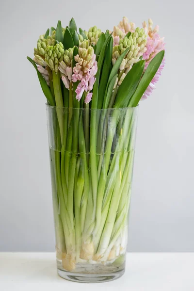 Friss Tavaszi Jácint Virág Csokor Vázában Fehér Háttér — Stock Fotó