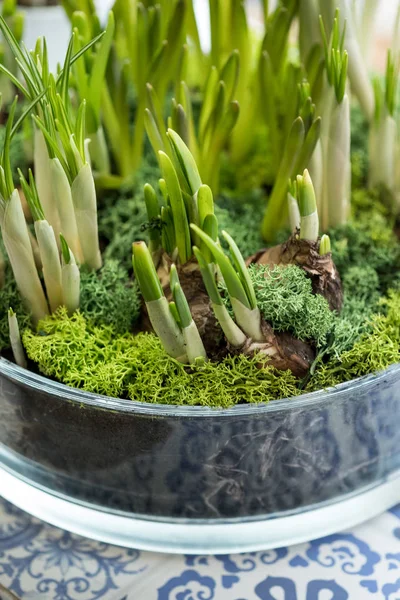 Nahaufnahme Eines Gläsernen Blumentopfes Mit Zwiebeln Und Grünen Sprossen Auf — Stockfoto