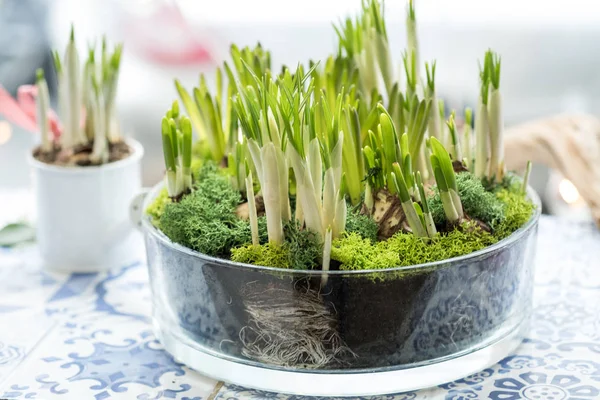 Flower Pot Bulbs Green Sprouts Table Close Copy Space — Stock Photo, Image