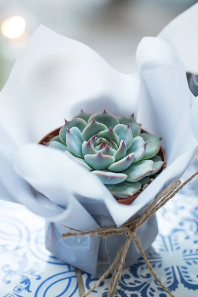 Succulent flower in pot with present package on table with copy space