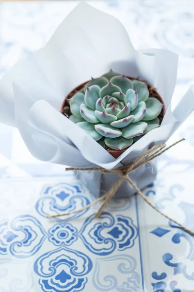 Succulent flower in pot with present package on table with copy space