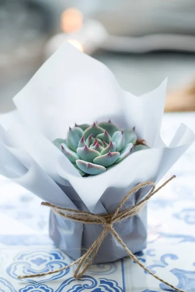 Succulent flower in pot with present package on table with copy space