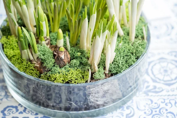 Zwiebeln Und Grüne Triebe Von Blumen Die Topf Innenräumen Wachsen — Stockfoto