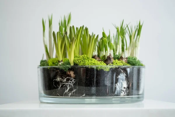 Glas Blumentopf Mit Zwiebeln Und Grünen Sprossen Auf Weißem Hintergrund — Stockfoto