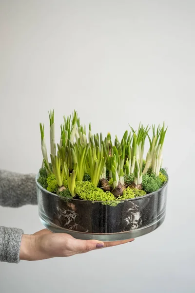 Frauenhände Halten Glaskasten Mit Zwiebeln Und Grünen Triebe Von Blumen — Stockfoto