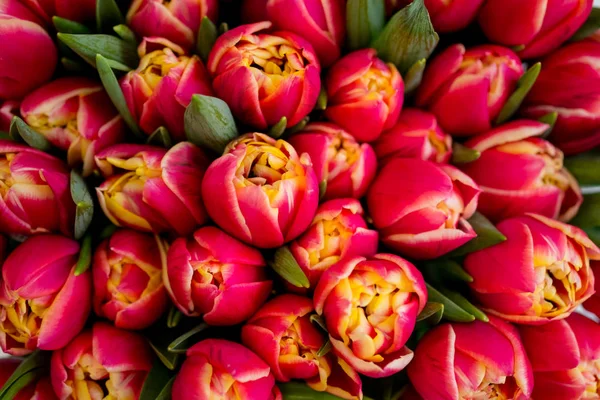 Hintergrund Der Schönen Roten Tulpen Blumen Aus Nächster Nähe — Stockfoto