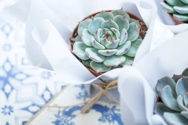 Zamatos Flower Pot Asztalon Másol Hely Felülnézet — Stock Fotó