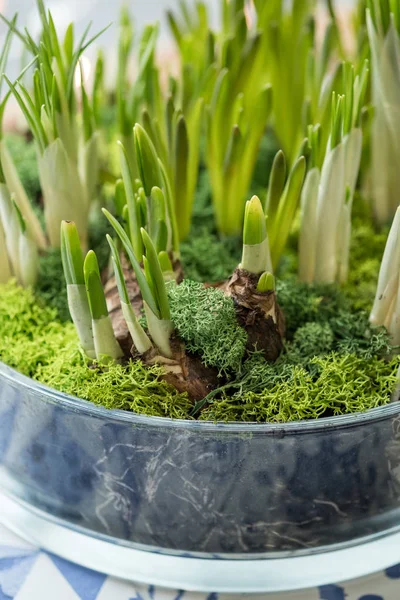 Zwiebeln Und Grüne Triebe Von Blumen Aus Nächster Nähe — Stockfoto