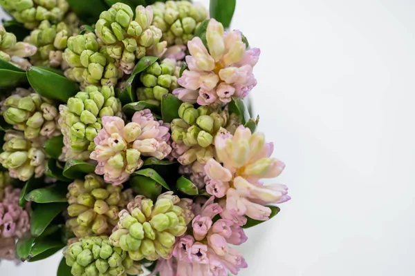 kopya alanı beyaz zemin üzerine taze sümbül çiçek Üstten Görünüm