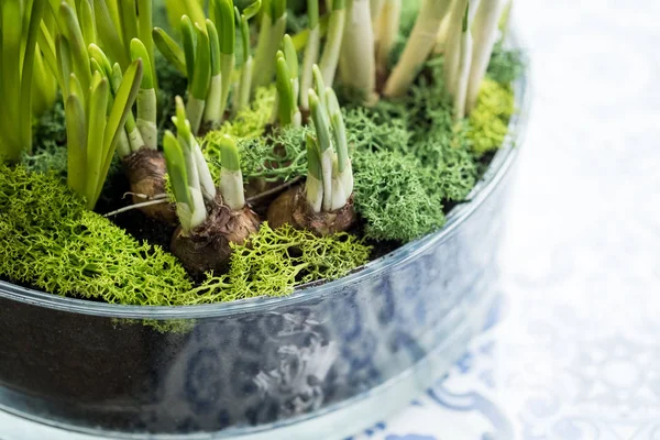 Nahaufnahme Eines Gläsernen Blumentopfes Mit Zwiebeln Und Grünen Sprossen Auf — Stockfoto