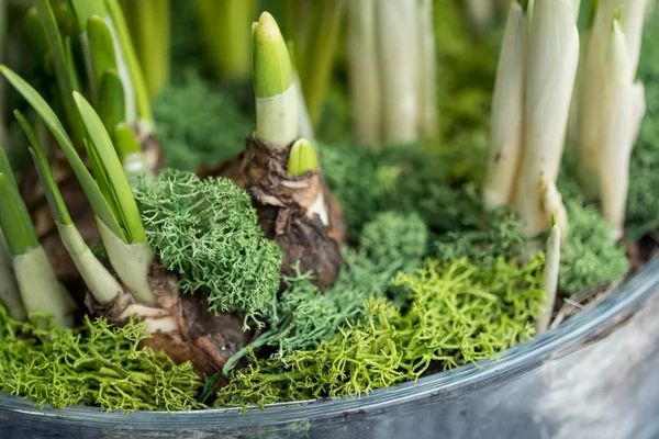 Вирощування Зелених Паростків Квітів Гіацинтів Горщику — стокове фото