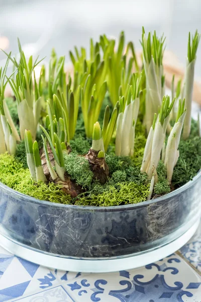 Ampuller Kapalı Kap Içinde Büyüyen Çiçek Yeşil Brüksel Lahanası — Stok fotoğraf