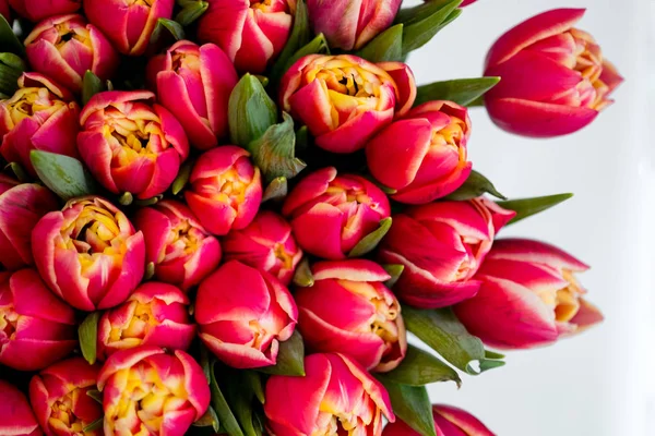 Draufsicht Auf Schöne Rote Tulpen Auf Weißem Hintergrund Mit Kopierraum — Stockfoto