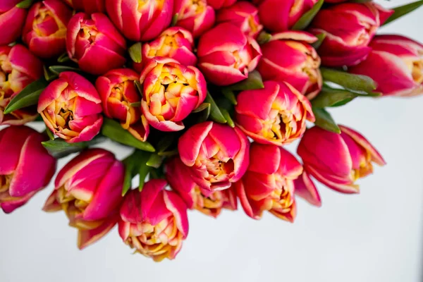 Draufsicht Auf Schöne Rote Tulpen Auf Weißem Hintergrund Mit Kopierraum — Stockfoto