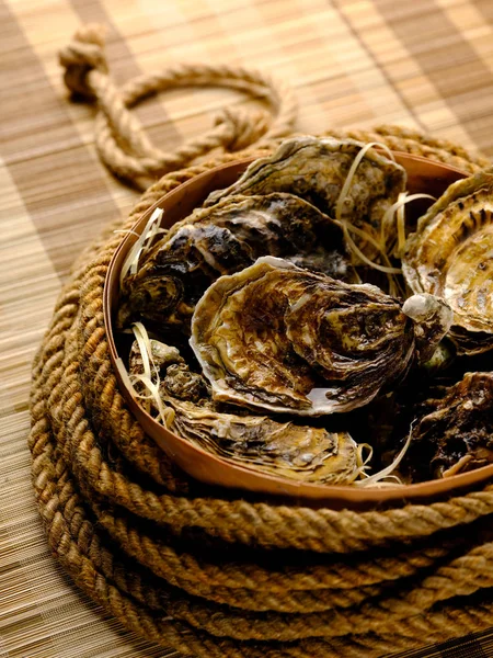 Still Life Fresh Raw Oysters Bowl Rope Royalty Free Stock Images