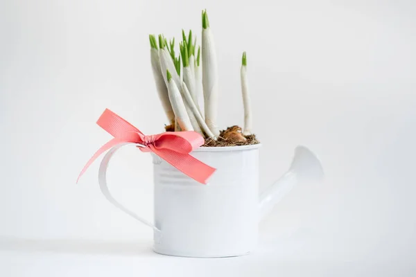 Locsolókanna Pot Virágok Jácint Bud — Stock Fotó