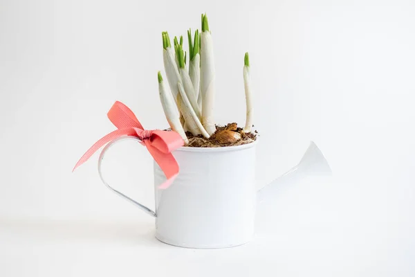 Locsolókanna Pot Virágok Jácint Bud — Stock Fotó