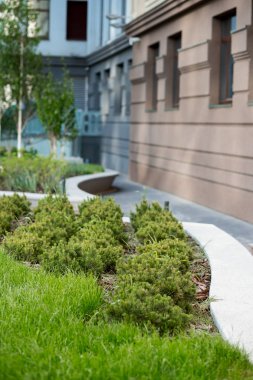 Bina açık ile taze yeşil çim yakın çekim fotoğraf